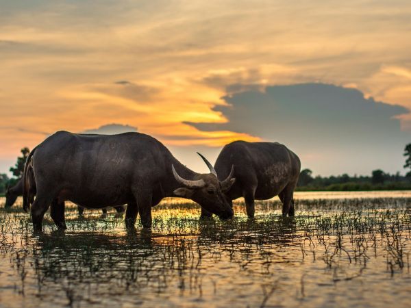 Tailandia y Laos