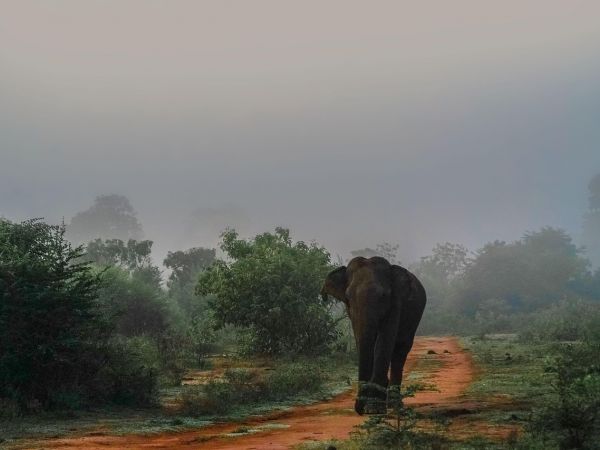 Explora el norte de Sri Lanka